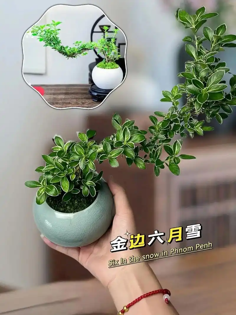 寓意着美好未来的绿植——金边六月雪.