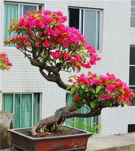 三角梅的盆景造型方式