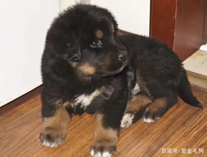 怎样挑选纯种藏獒幼犬呢?