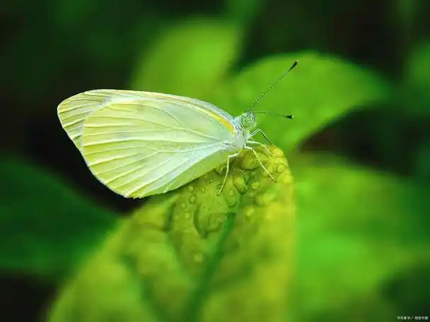 雨夜,那只闯入房间的绿色小飞蛾