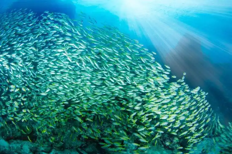 美丽的海底世界的鱼群和珊瑚