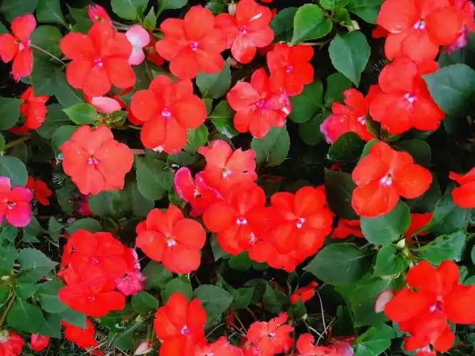 苏丹凤仙花,风仙花种一年生草本花卉.