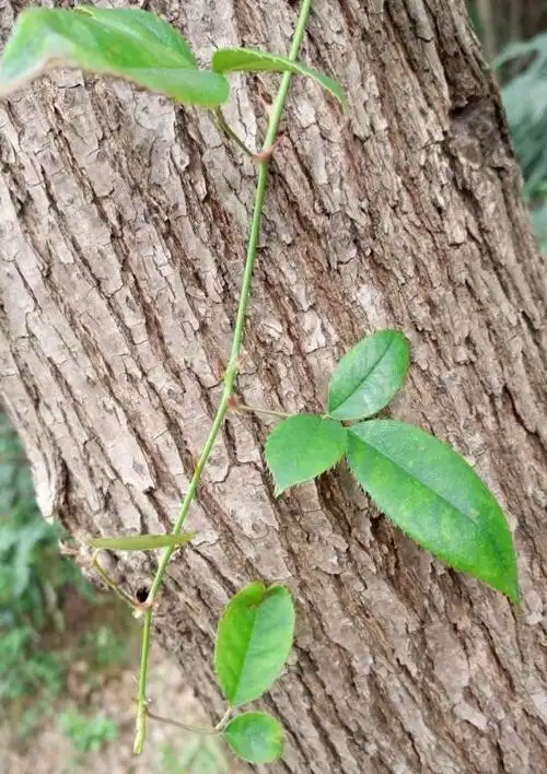 这个植物叫什么,好长的枝,茎上带刺,有三张照片.