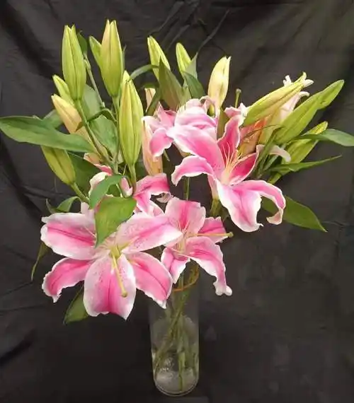 马龙粉色香水百合云南南昆明基地直发家家庭办公室花材