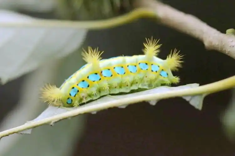 野外求生如何防洋辣子