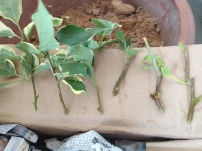 三角梅几种扦插方案