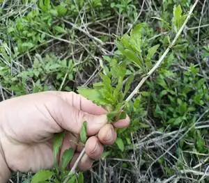 扬州农村春季野菜新鲜枸杞嫩芽食用枸杞叶蔬菜枸杞头现摘顺丰包邮