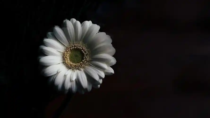 一年四季都有的菊花,高清壁纸图片,鲜花背景-回车桌面