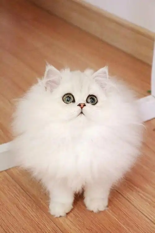 金吉拉##金吉拉猫