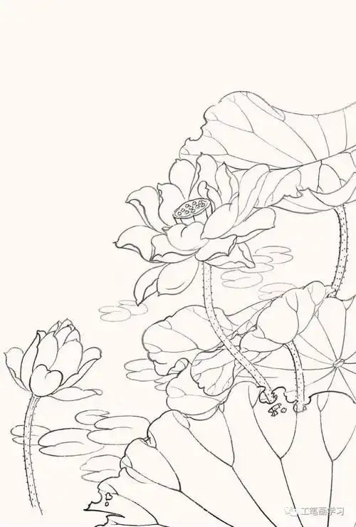 67工笔画教程荷花白描线稿和上色详细步骤图解
