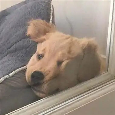 狗头像逗比搞笑