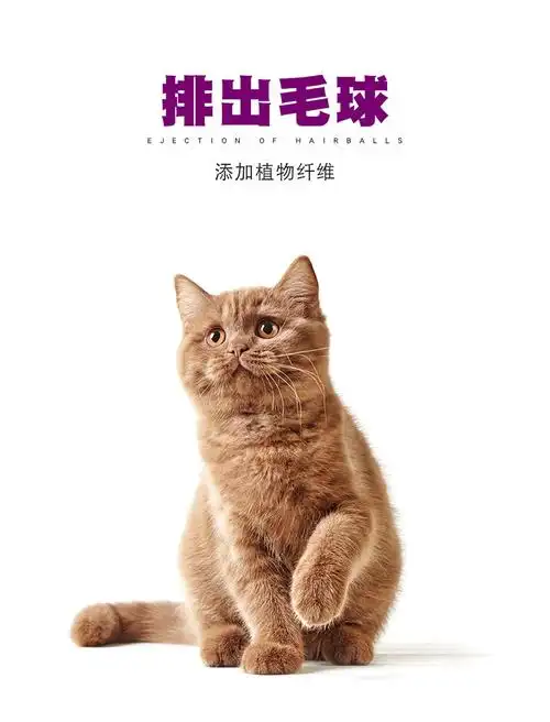 奥丁西餐厅500g/1斤装猫粮猫主粮成猫幼猫粮三文鱼简装