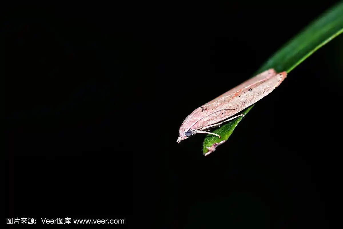 叶上飞蛾近照,孤立于黑色