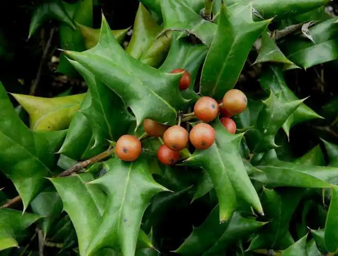 宇馨堂纯野生草药猫儿刺老鼠刺 狗骨头 裴氏冬青中草药材-阿里巴巴