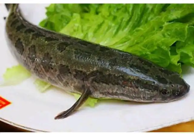 它们生活在江河湖泊等淡水环境中,是我国南方地区的一种重要食用鱼类.