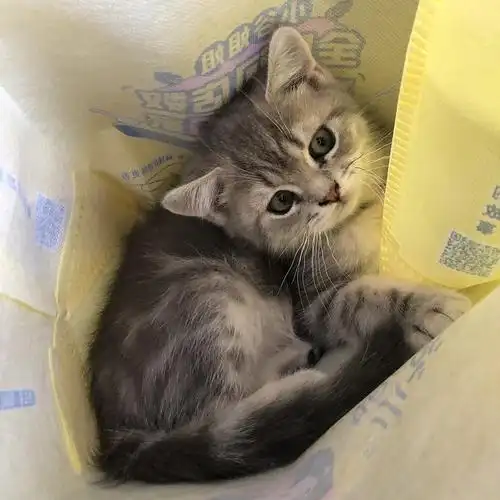 蓝金虎斑弟弟小偿领养