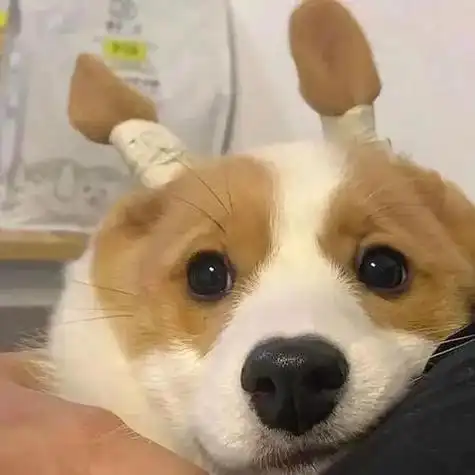 抖音霸气狗头头像 霸气头像图片大全 -【爱个性】