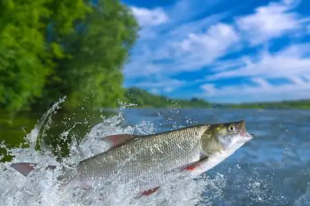 水中鱼动态壁纸图片