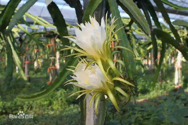 霸王花是火龙果的花吗