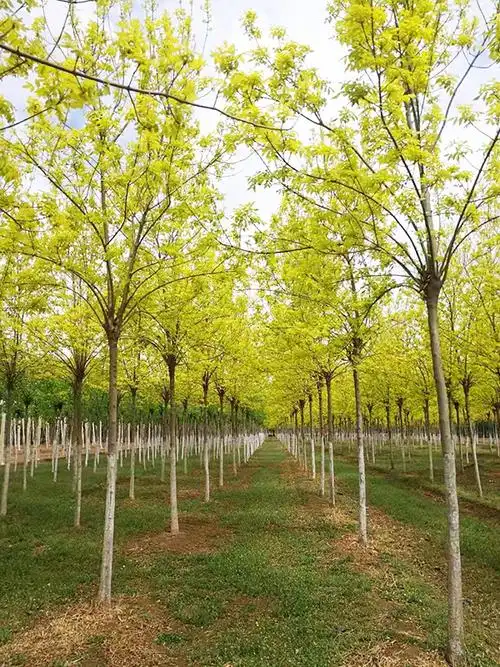 金叶白蜡种植基地