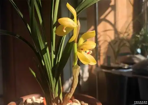 春兰黄花荷瓣存档