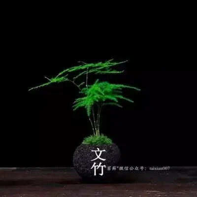 文竹苔藓盆栽,微信公众号:taixian007
