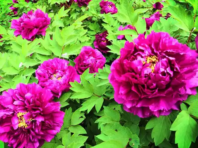 牡丹都有什么品种,好养的牡丹花卉推荐