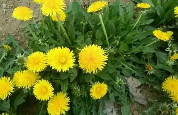 生灵植物合集蒲公英