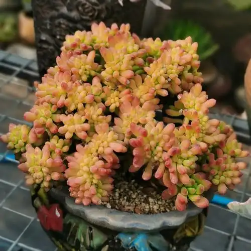 多肉春萌缀化这个季节太美了