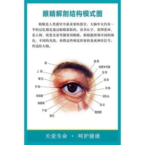 老师带我们认识眼睛的结构