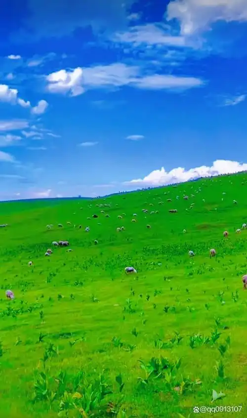 "在这片美丽的草原上,我们仿佛可以体会到沈从文笔下远方的魅力.