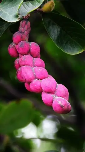 美丽的玉兰花,果实是这个样子的