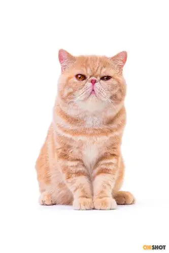 白底证件照-加菲猫(幼/成)