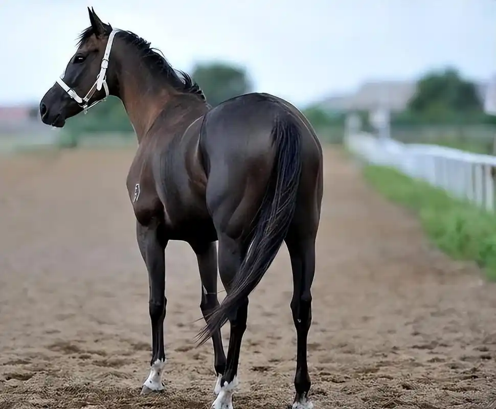 回顾世界上名贵的前5大名马,汗血马居然排不进前二?第一名价值4亿