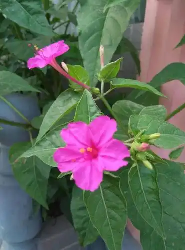 农家小院常见的"夜饭花",女孩们喜欢,果实有祛斑养颜的作用.