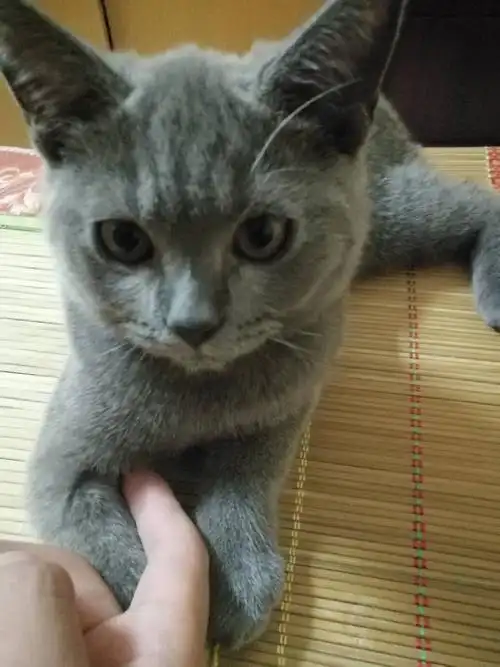 英短串美短也可以养出包子脸吗