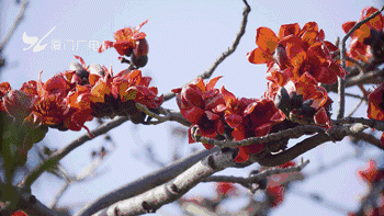 鹭路说事又是红花正艳时四月厦门木棉怒放