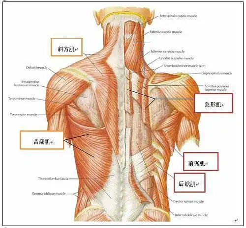 back muscles 背部肌肉群