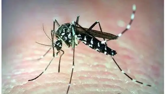 世界上最小的蚊子墨蚊体长仅1毫米定咬人超级疼还有毒性