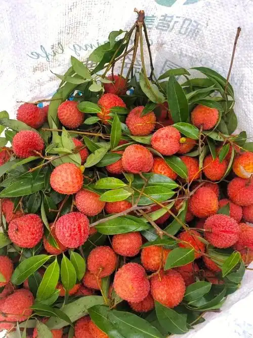 广东茂名高州荔枝美食~现摘现发哦