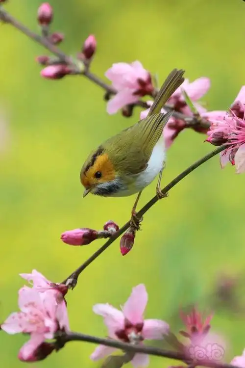 桃花朵朵映棕脸春色依依醉鹟莺