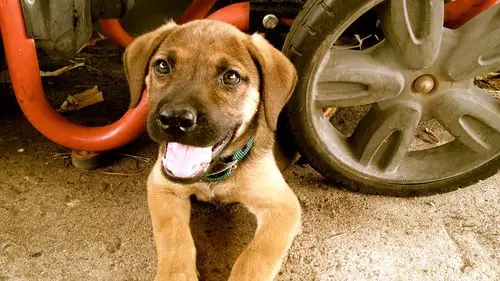 描述: 快乐的小狗-windows主题壁纸 当前壁纸尺寸: 1920 x 1080