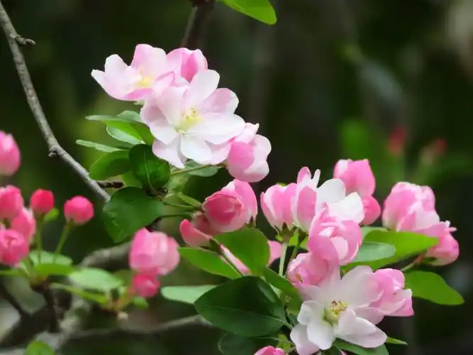 海棠花的寓意和象征