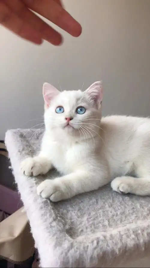 精品英短银点母猫找家长啦