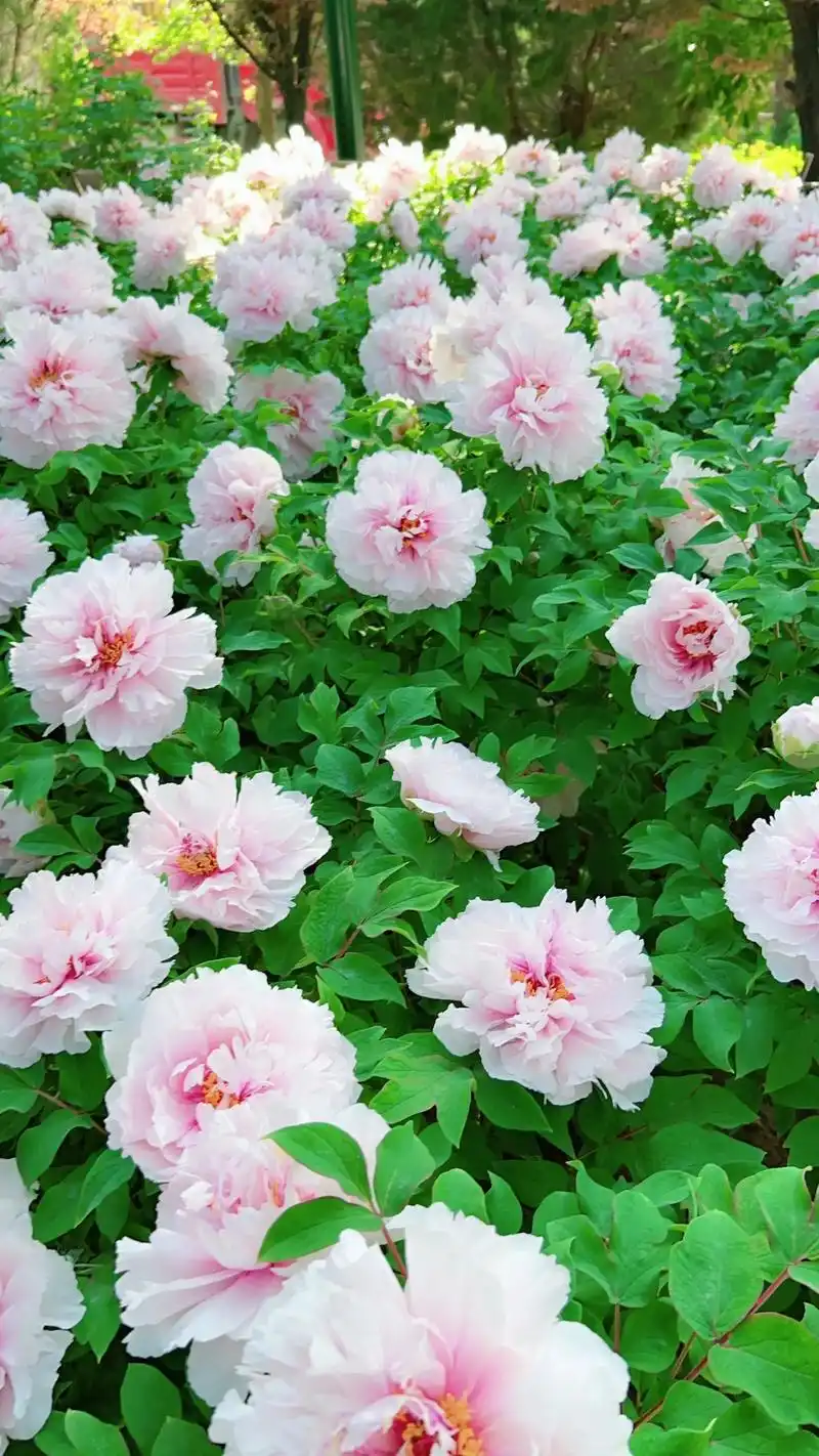 河南洛阳市神州牡丹园,#国色天香牡丹花 分享给大家 - 抖音