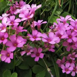 宿根花卉报价 矮麦冬 阔叶麦冬 细叶麦冬草 花叶万年青春羽