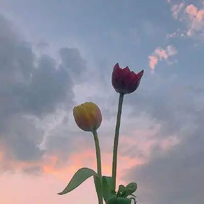 女人最走运头像花朵