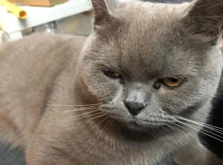 阿尔卑斯猫怎么养长得好记得收藏