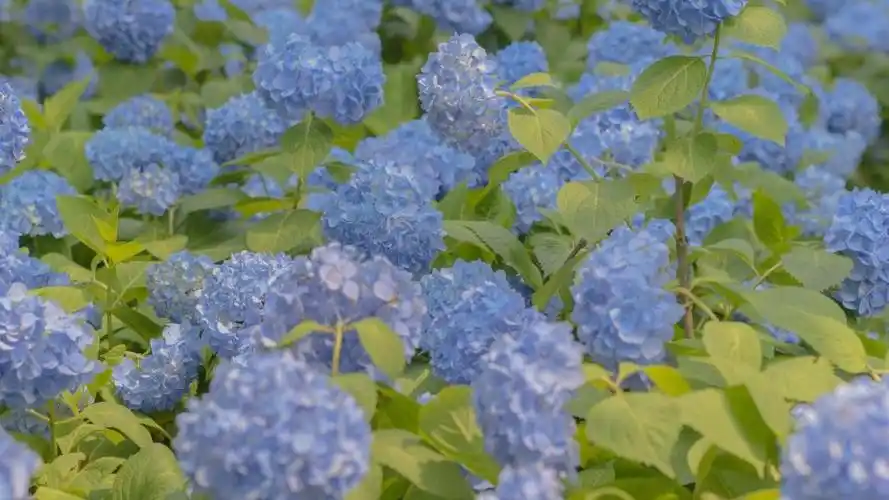 回车桌面>电脑壁纸>花卉>鲜花>绣球花清新浪漫微距摄影> 查看清晰大图