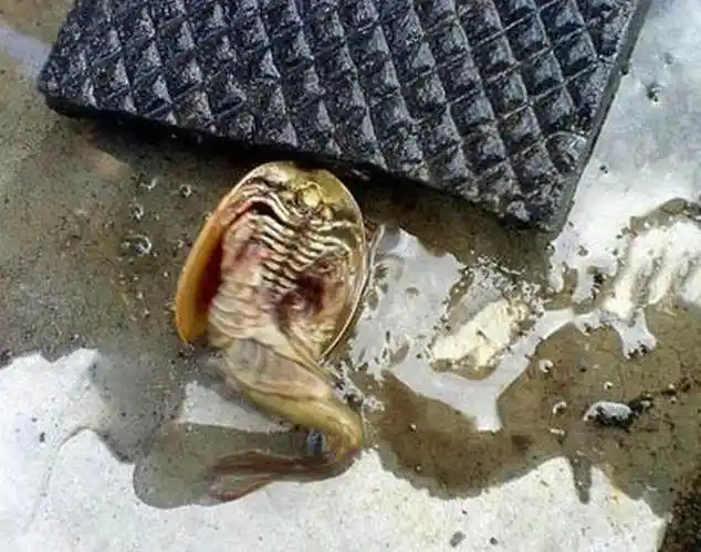 还介绍说,这种生物长得很像蝌蚪,说不定是蝌蚪的变种,以后也不知会不